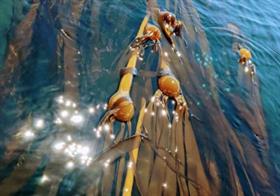 NereoCystis-Kelp
