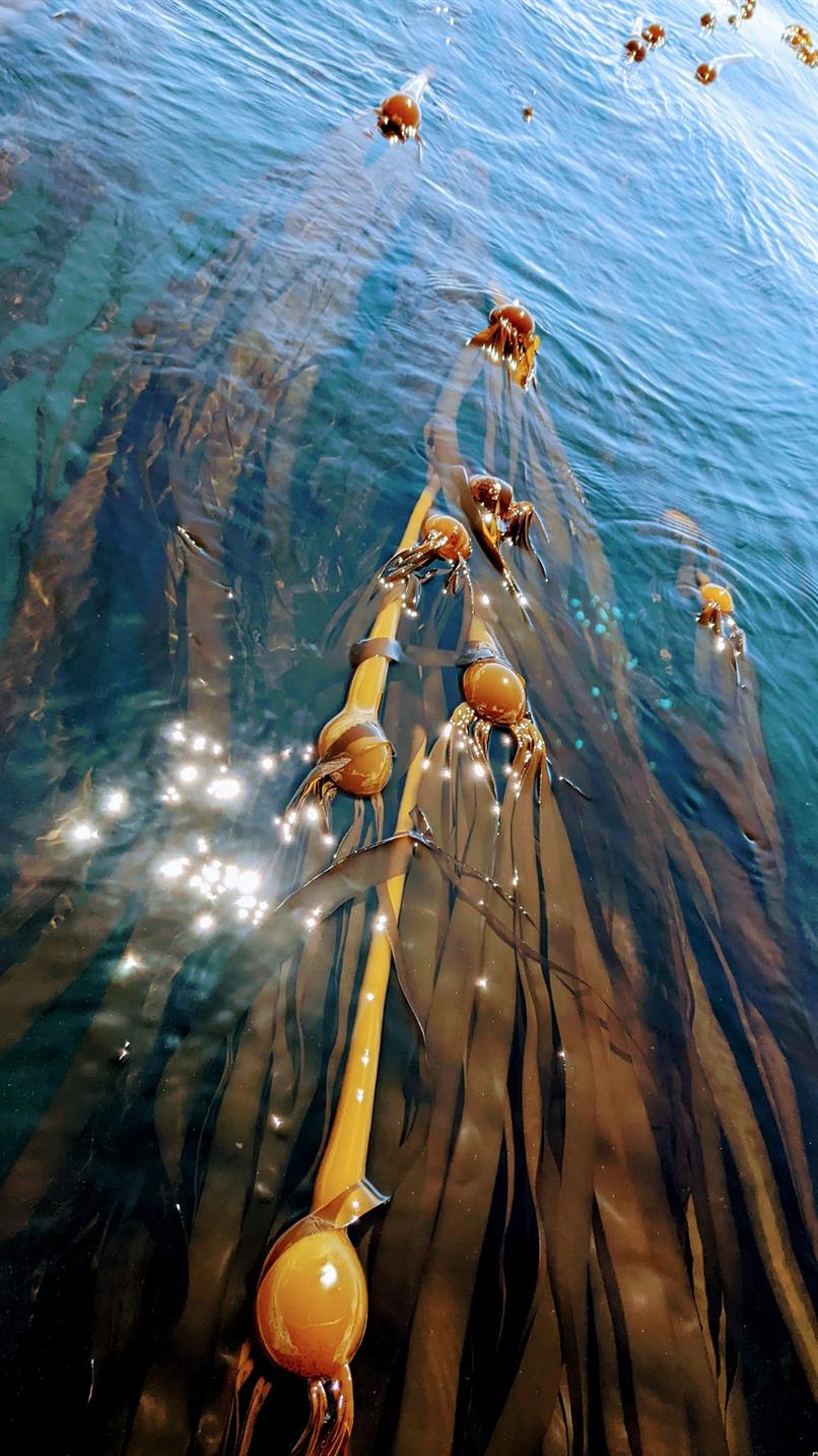 Masque d’argile marin