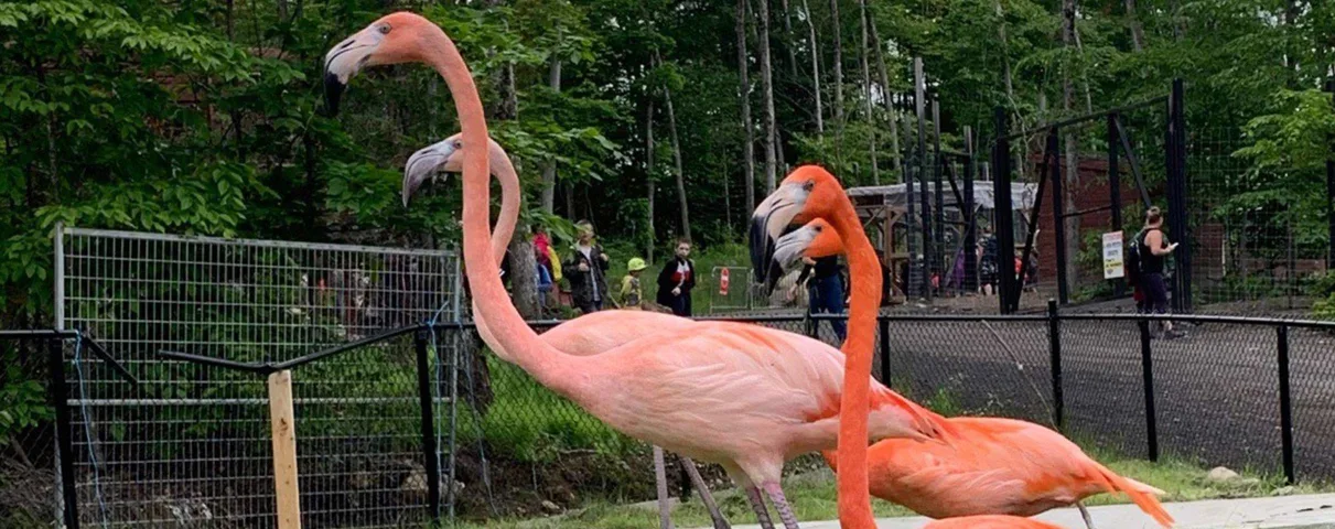 Profitez d’une journée estivale en famille pour découvrir les animaux du Familizoo! 17,99$
