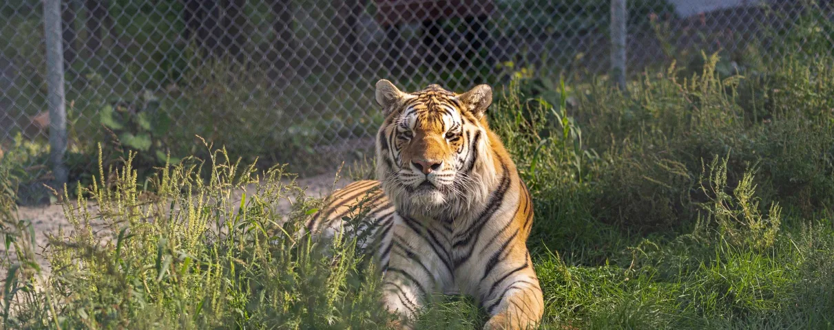 Profitez d’une journée estivale en famille pour découvrir les animaux du Familizoo! 17,99$