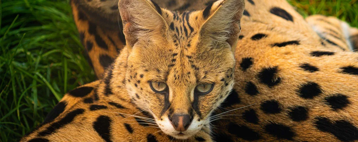 Profitez d’une journée estivale en famille pour découvrir les animaux du Familizoo! 17,99$
